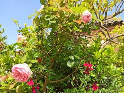 roses et plantes vivaces