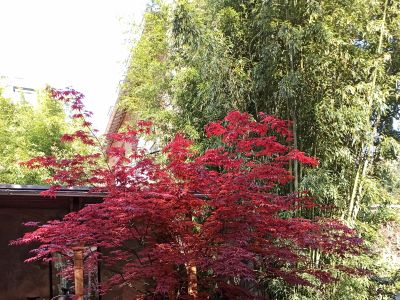 Jardin Rue Hallé Paris 15 em 