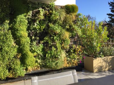 mur végétal sur terrasse aménagée ville de Sèvres 