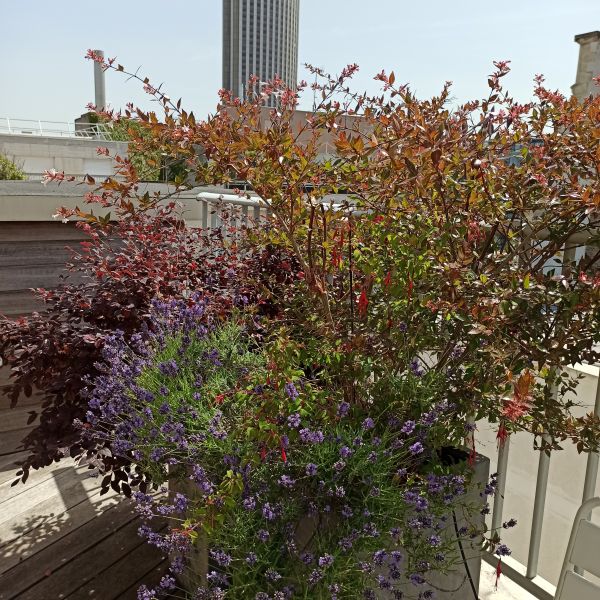 balcon aménagée et végétalisé à Paris